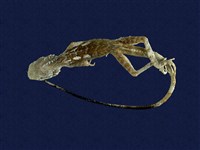 藏品(斯文豪氏攀蜥)的圖片